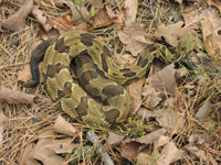 Timber Rattlesnake